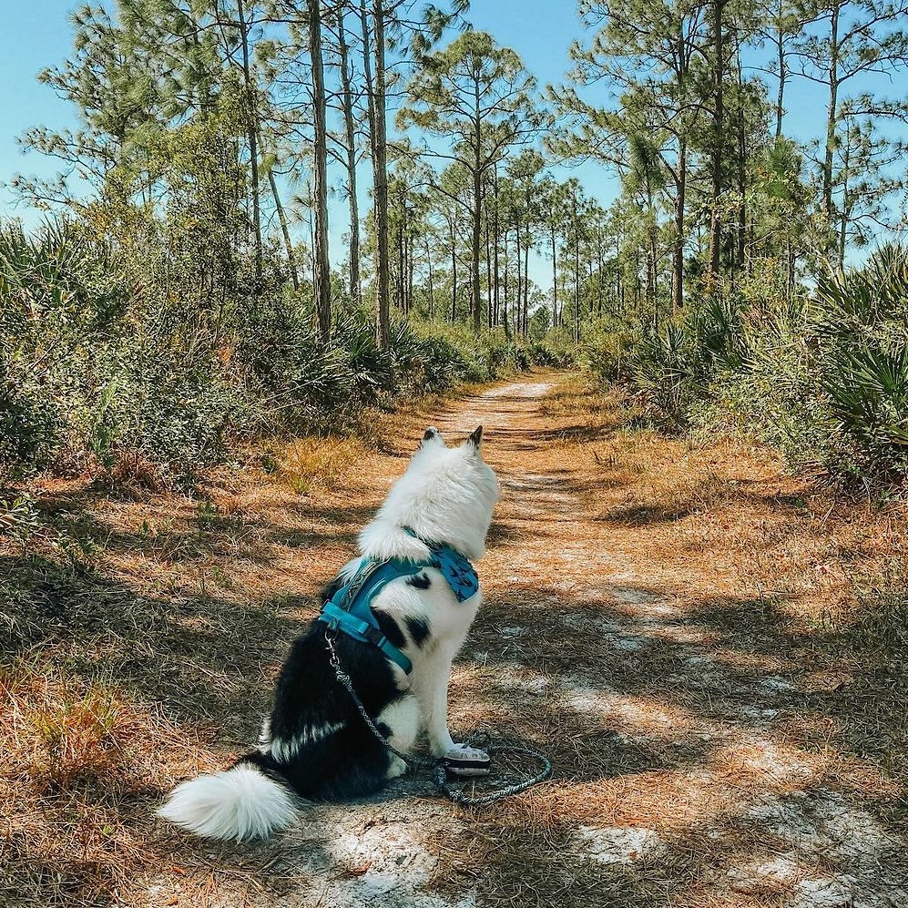 Prairie Pines Preserve
