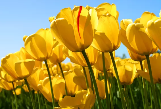 beautiful yellow tulips